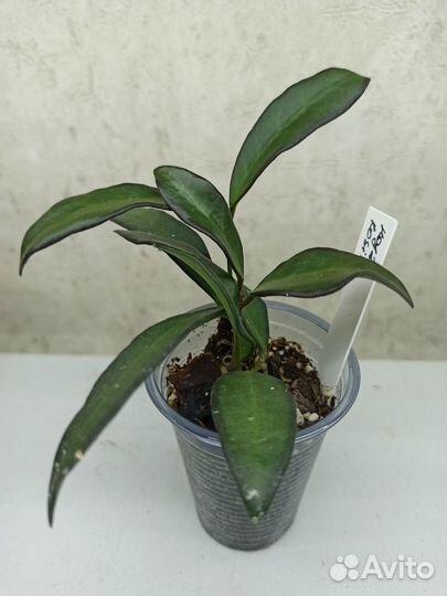 Хойя (разные сорта)