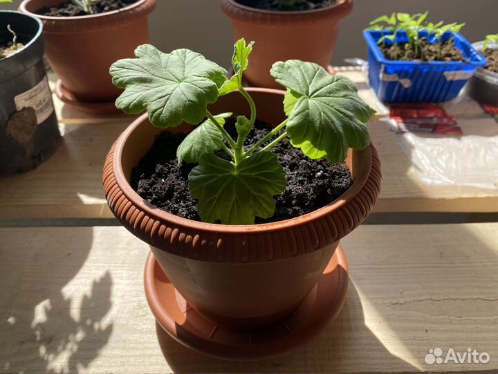 Пеларгонич, Цветочная композиция