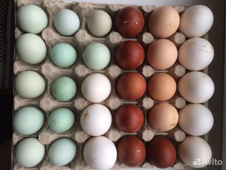 Инкубационное яйцо породистых кур