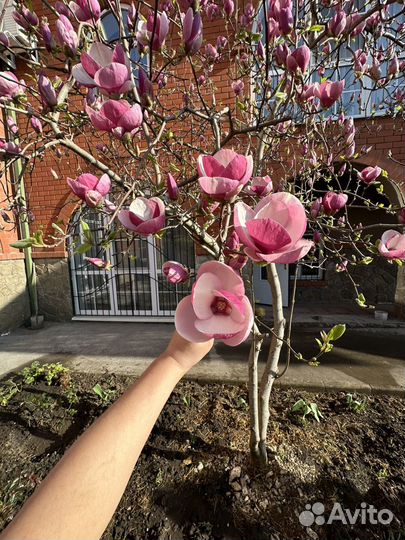 Семена магнолии суланжа 15штук