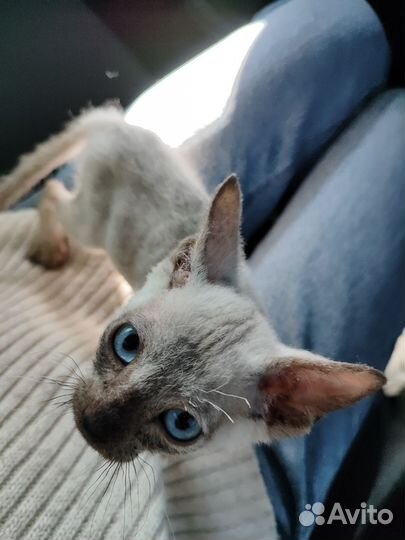 Сфинкс браш