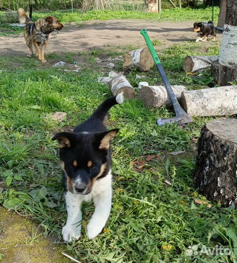 Щенки в добрые руки даром