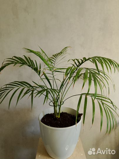 Пальма арека