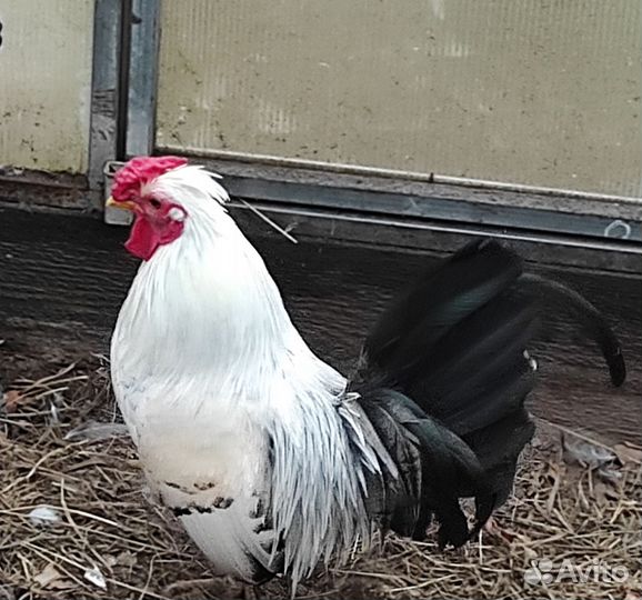 Куры бентамки(петушки)