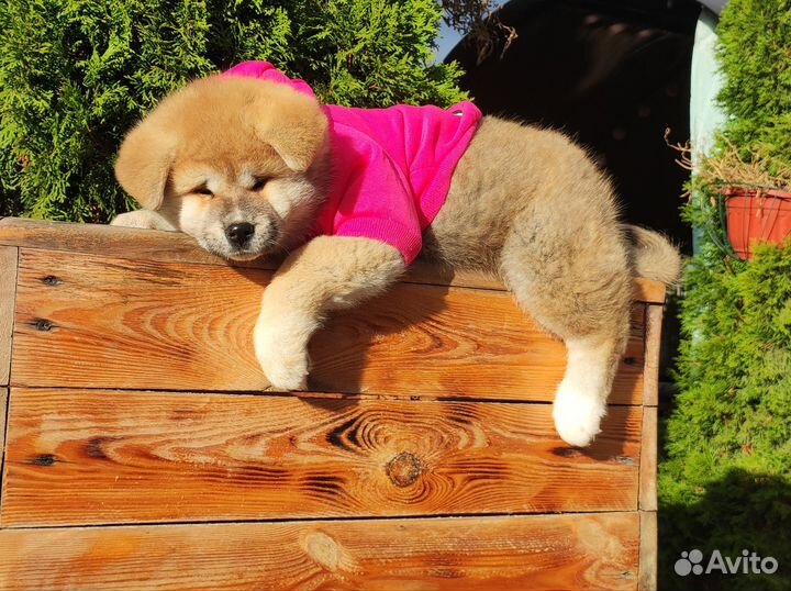 Плюшевая Акита ину