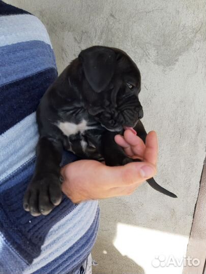 Щенки Кане Корсо