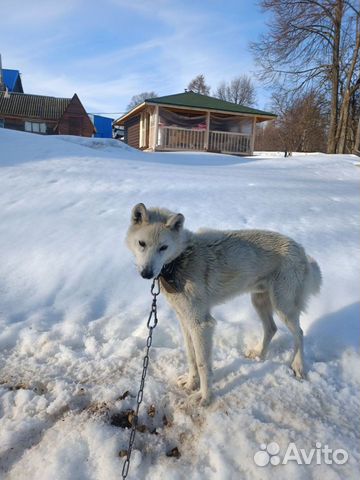 Лайка