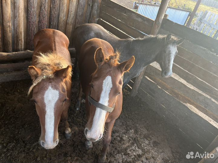 Кобылы жеребец