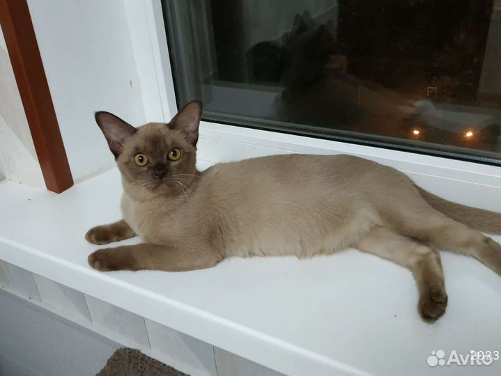 Бурманская