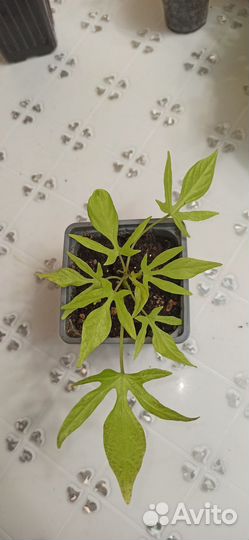 Ипомея батат - шикарный ампельный многолетник