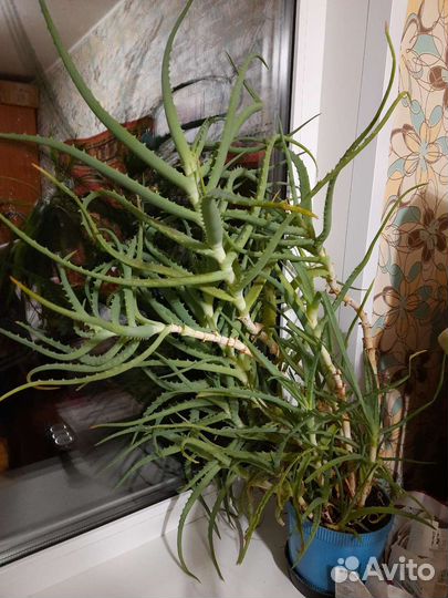 Алоэ вера растение