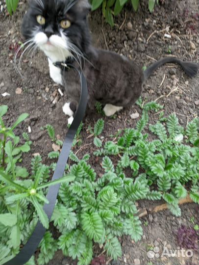 Кот в добрые руки