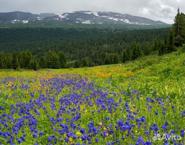 Мед 2024 года Алтайский опт