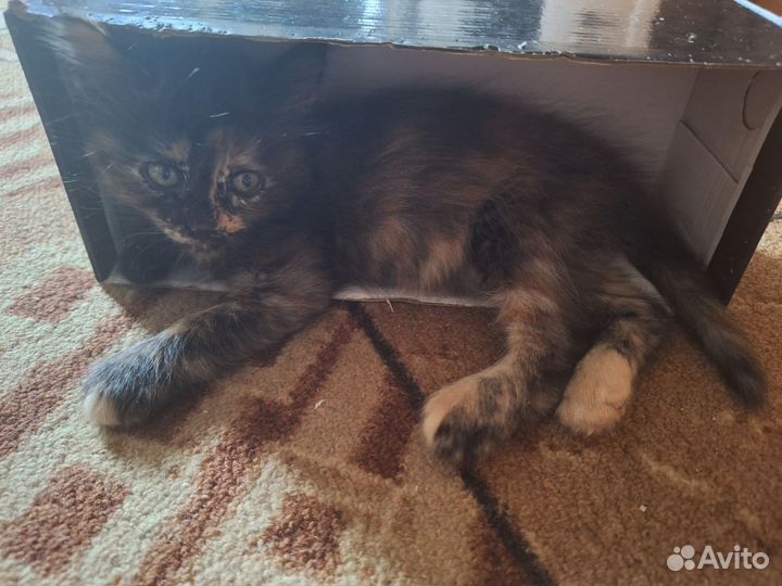 Котята в добрые руки приучены к лотку