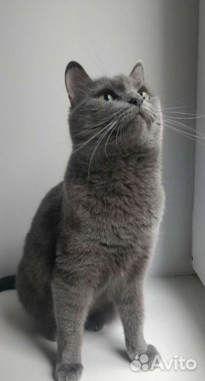Кошка осталась без дома