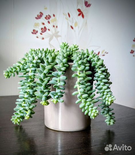 Суккулент седум буррито