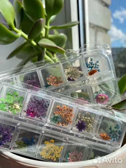 Сухоцветы для маникюра