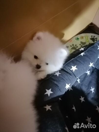 Померанский шпиц мини