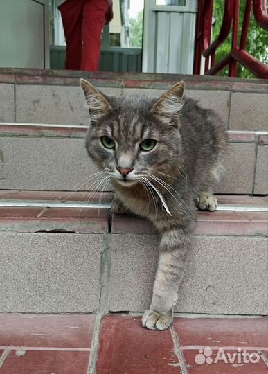 Очень ласковый и ручной котик ищет дом