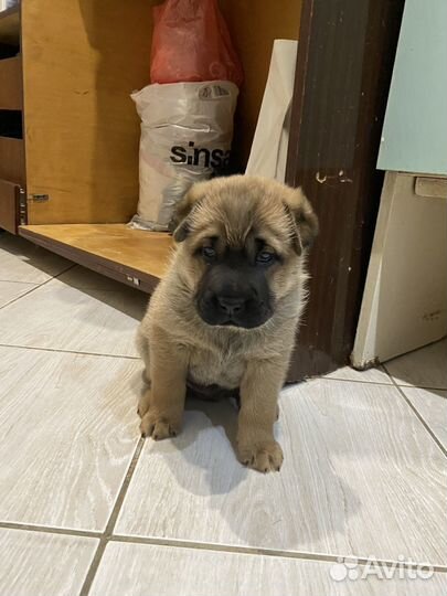 Собака в добрые руки отдам бесплатно