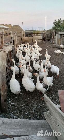 Дамашние гуси