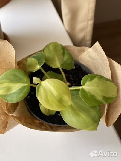 Филодендрон бразил лиана