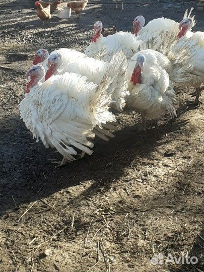 Индюшата подрощенные