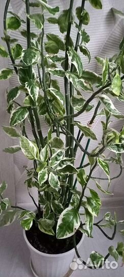 Педилантус