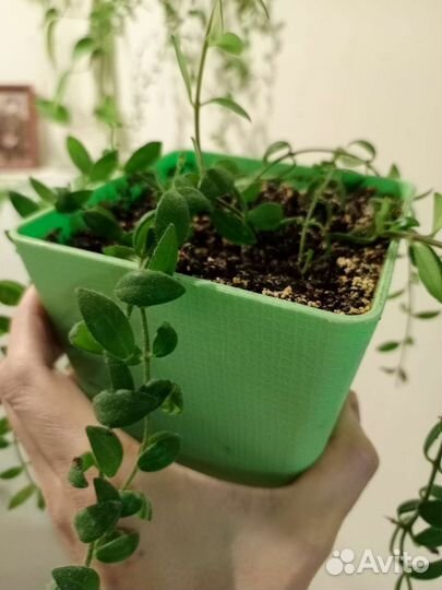 Укорененные ростки алоэ