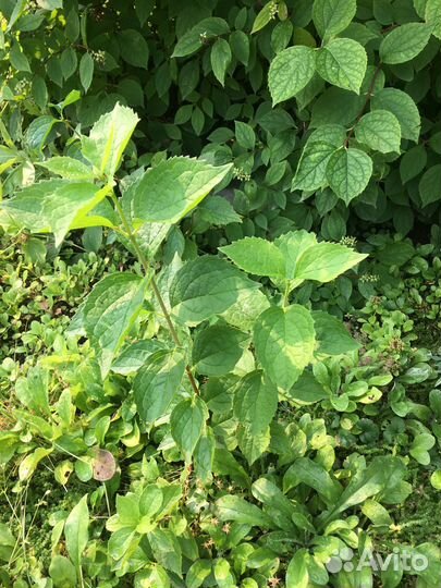 Саженцы жасмина