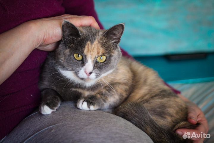 Кошечка трёхцветка