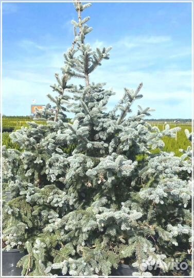 Ель Голубая