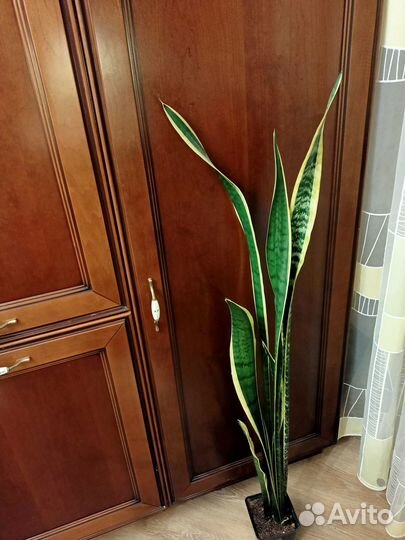 Сансевиерия Лауренти