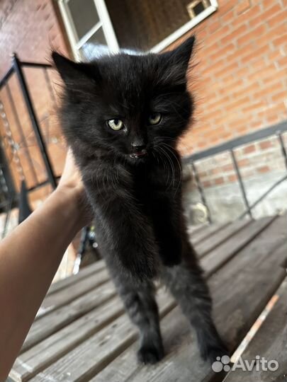 Котята 2 месяца