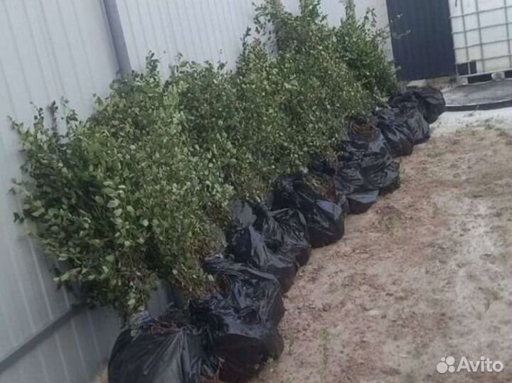 Кизильник блестящий