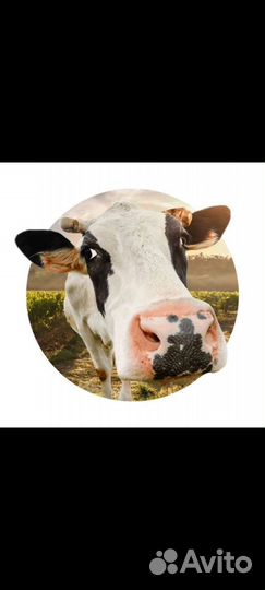 Осеменение крупно рогатого скота