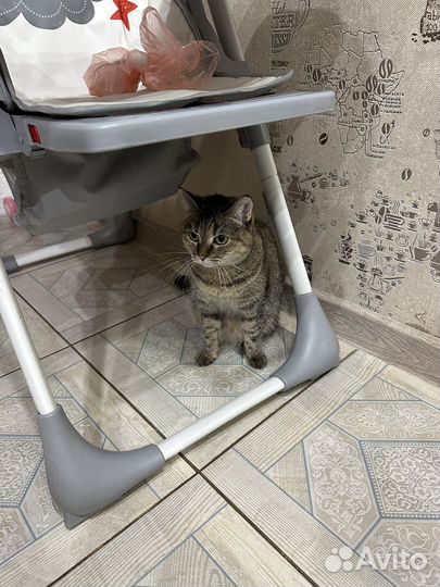 Кошка
