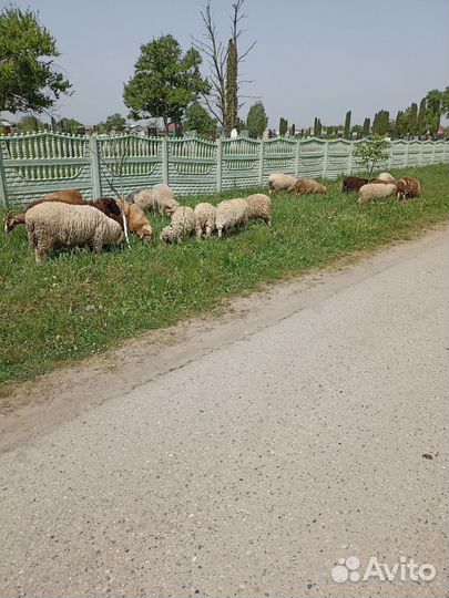 Овцы бараны ягнята