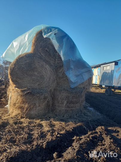 Продам сено в рулонах