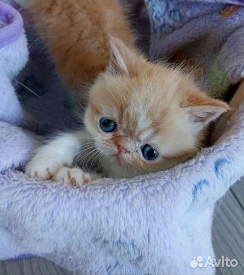 Маленькие экзотики