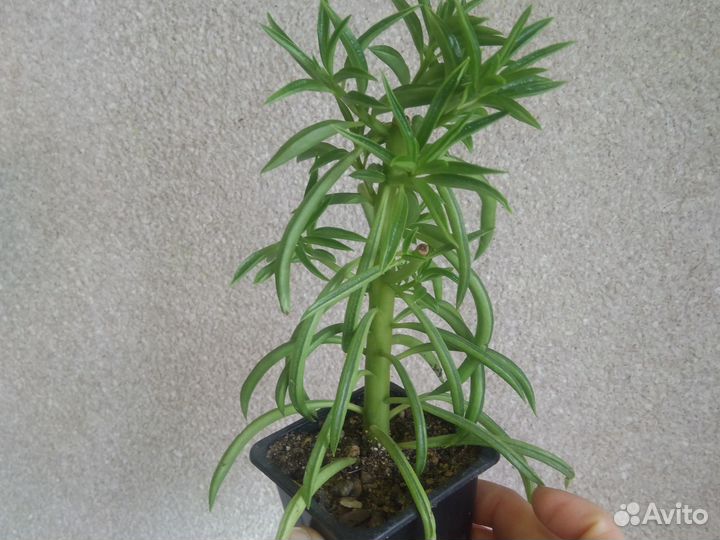 Цветы разное