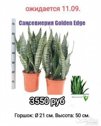 Сансевиерия сортовая N2, 9 видов, читайте текст