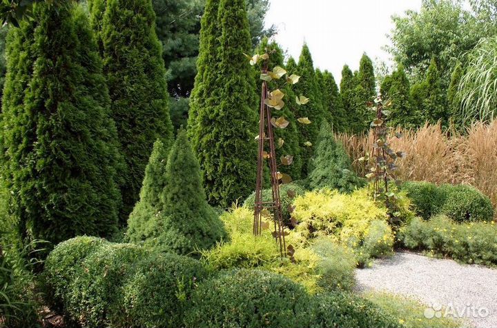 Туи зеленые