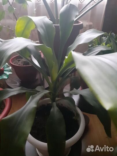 Пальма Юкка