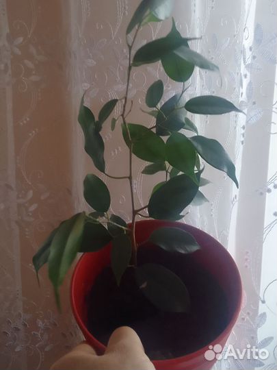 Фикус дримиопсис сансевьера