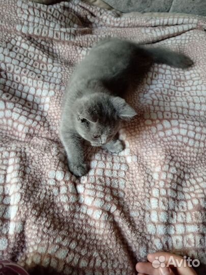 Британский котёнок
