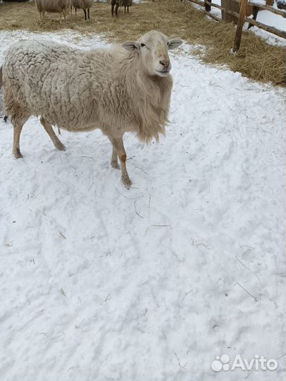Катумский баран на племя