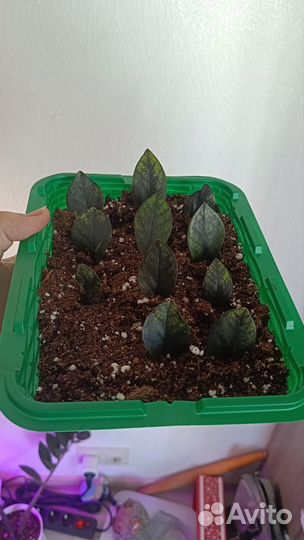 Замиокулькас Emerald green