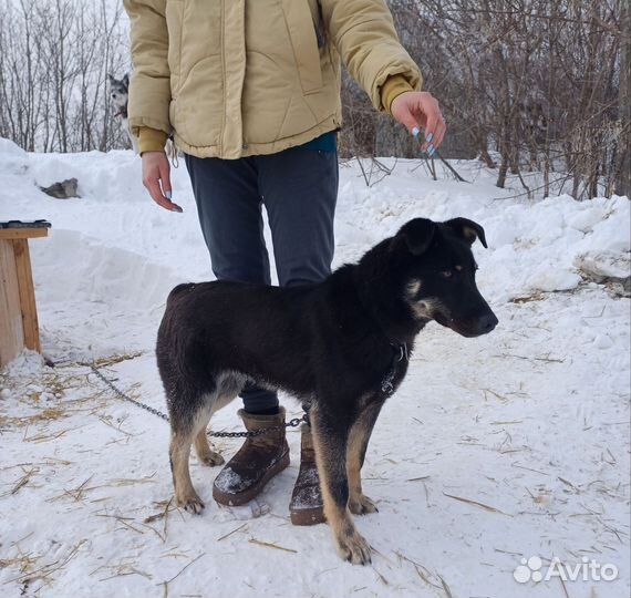 Щенок в добрые руки