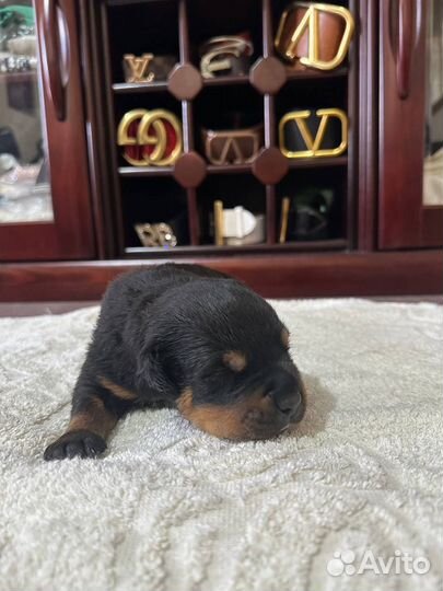 Щенки ротвейлера